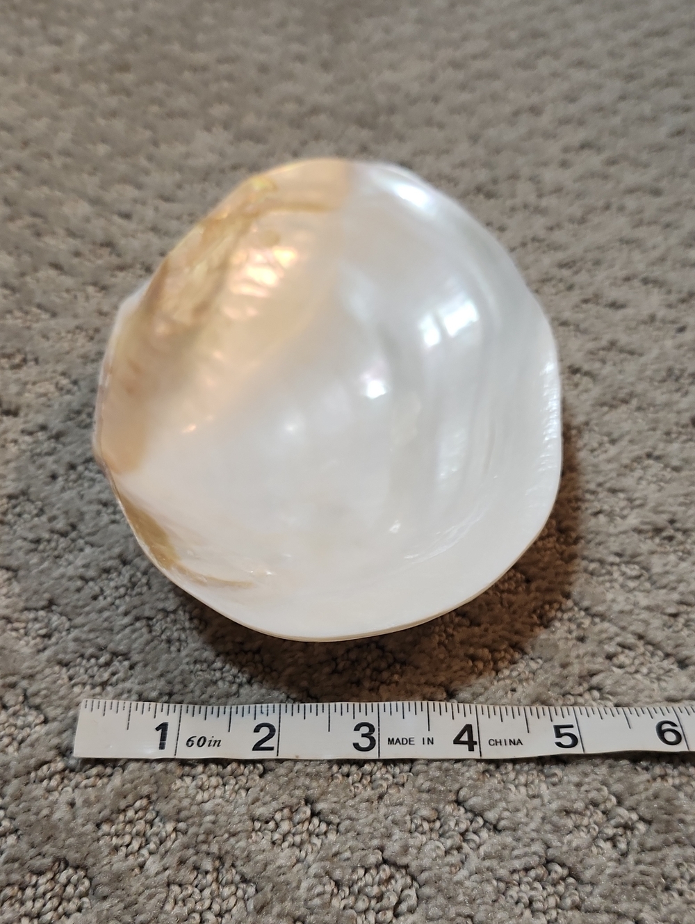 Shell Decor Iridescent Mother-of-Pearl Decorative Bowl Creamy White Iridescence - Picture 12 of 12
